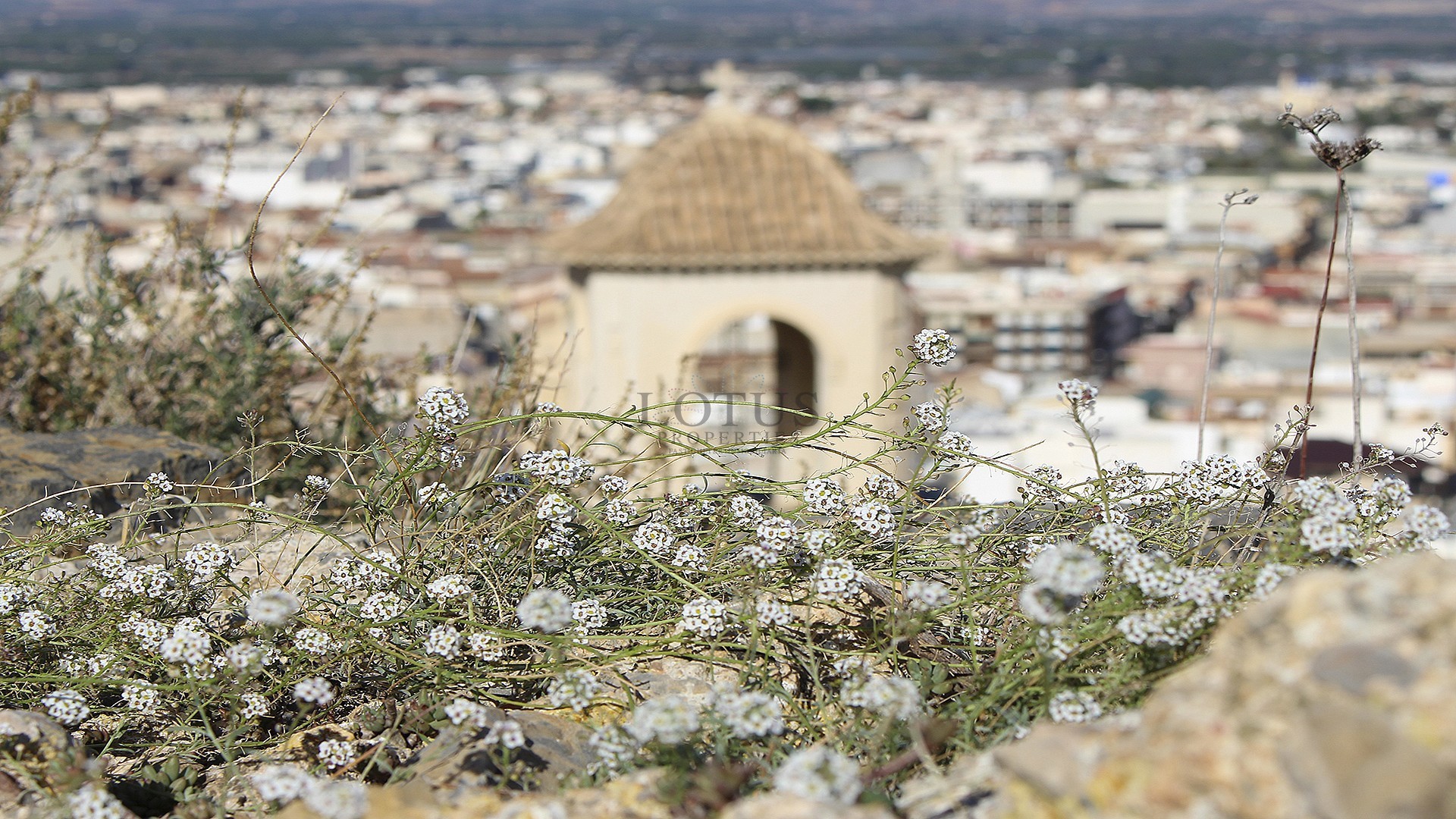 Radhus med solarium och pool i Cox - Alicante - Lotus Properties